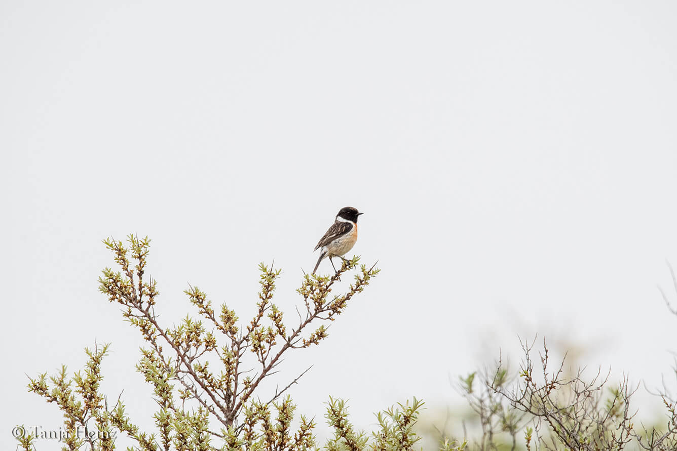 animals on East Frisian Islands