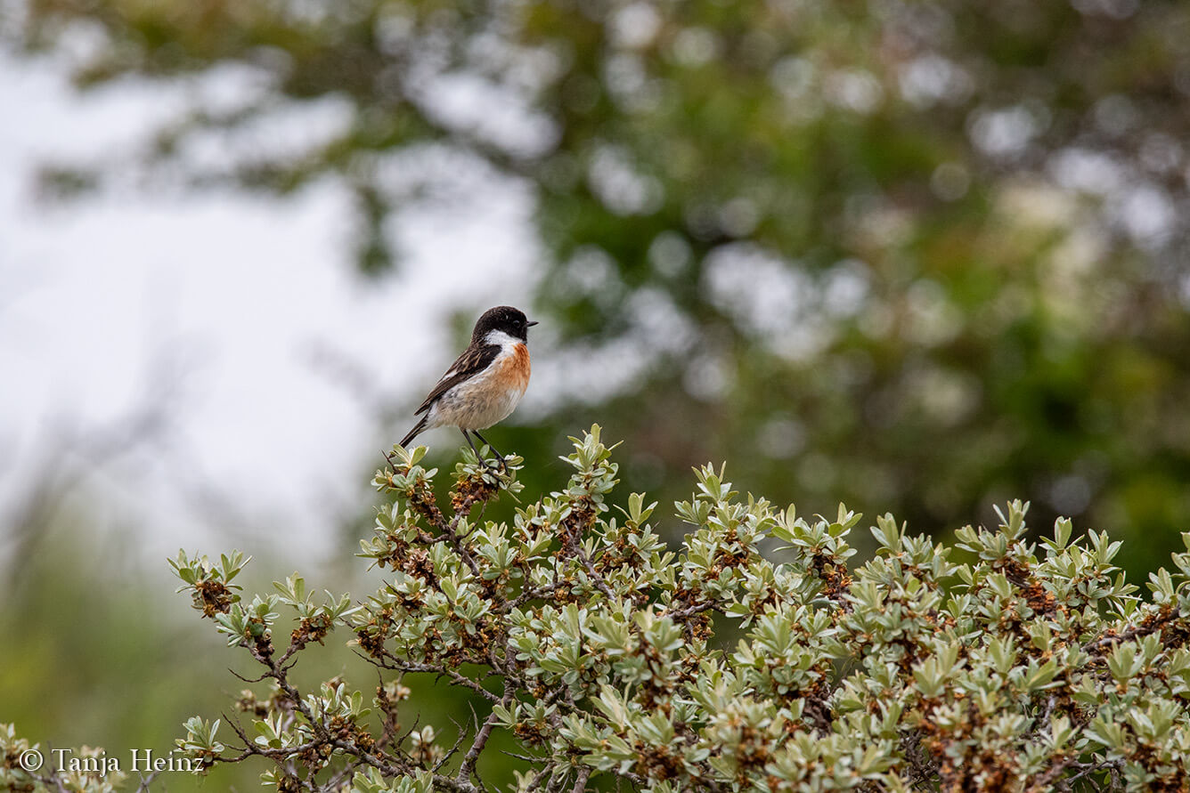 common stonechat on the island Borkum
