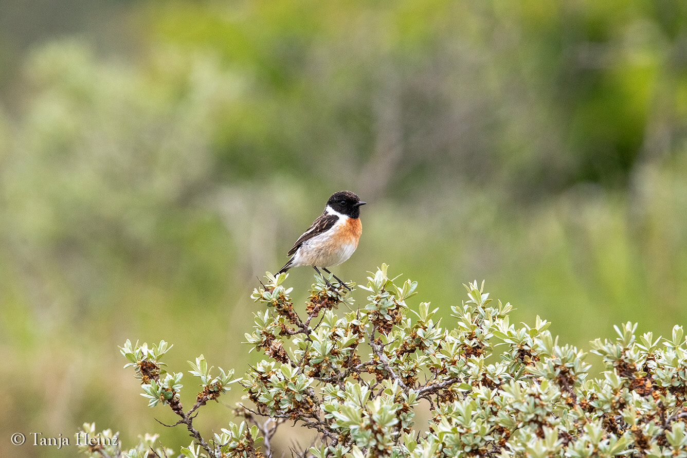 birds on the island Borkum