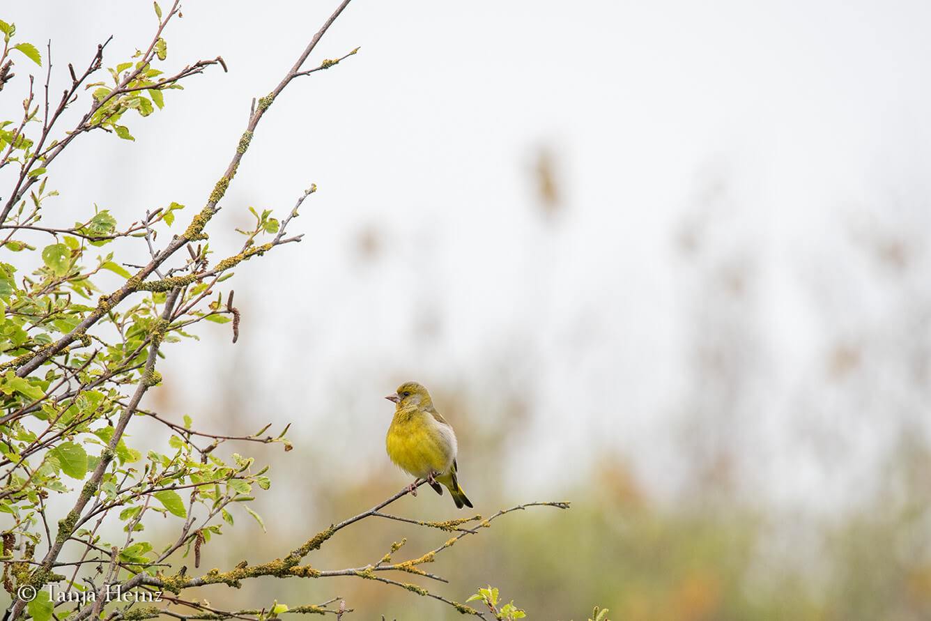 common greenfinch on the island Borkum
