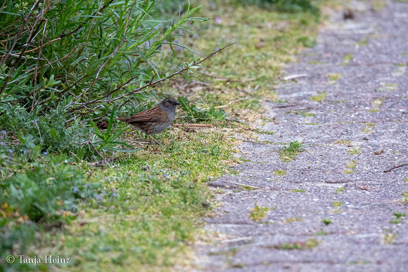 animals on East Frisian Islands