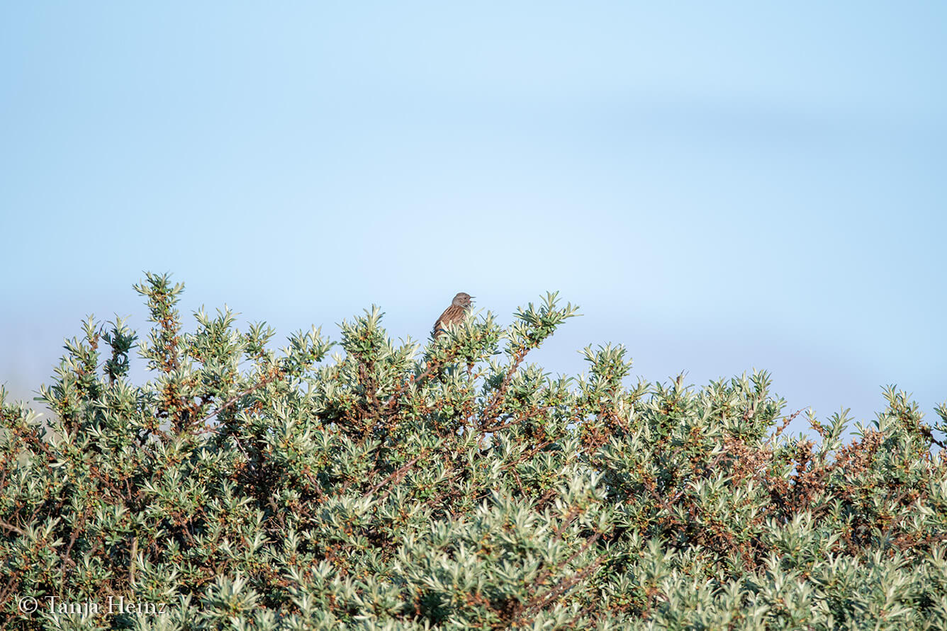 birds on the island Borkum