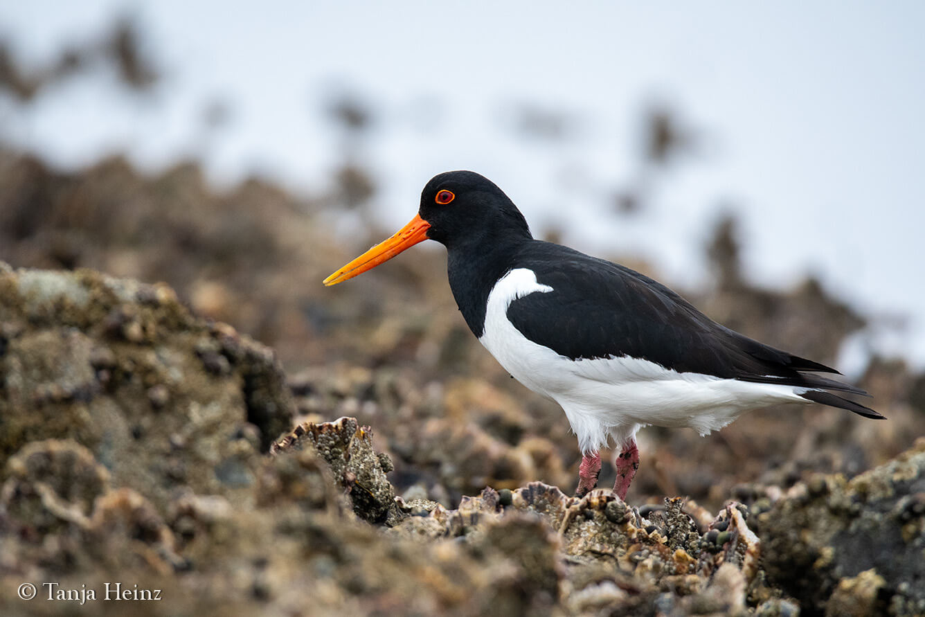 Oystercatchers on the East Frisian Islands