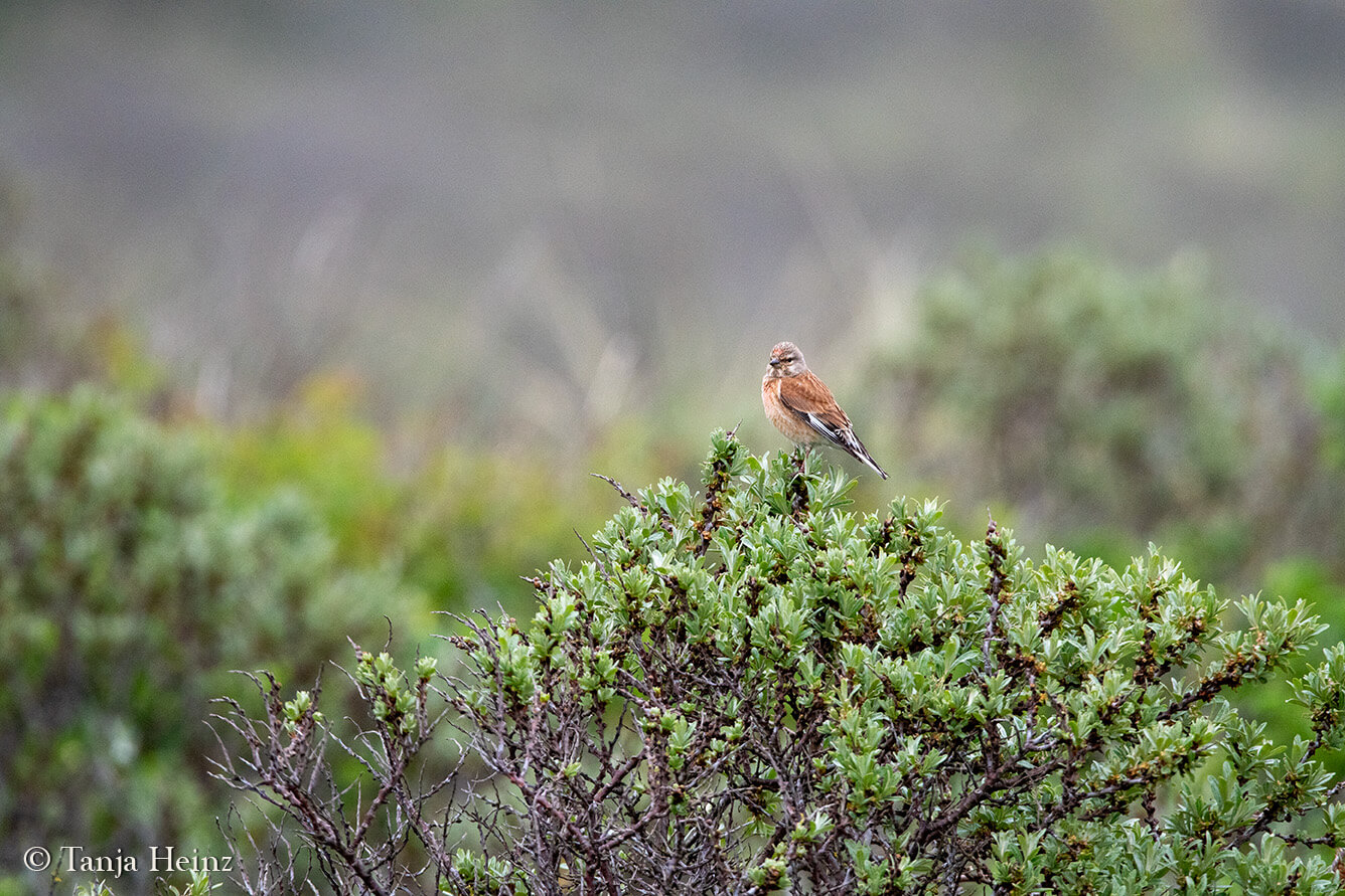 animals on East Frisian Islands