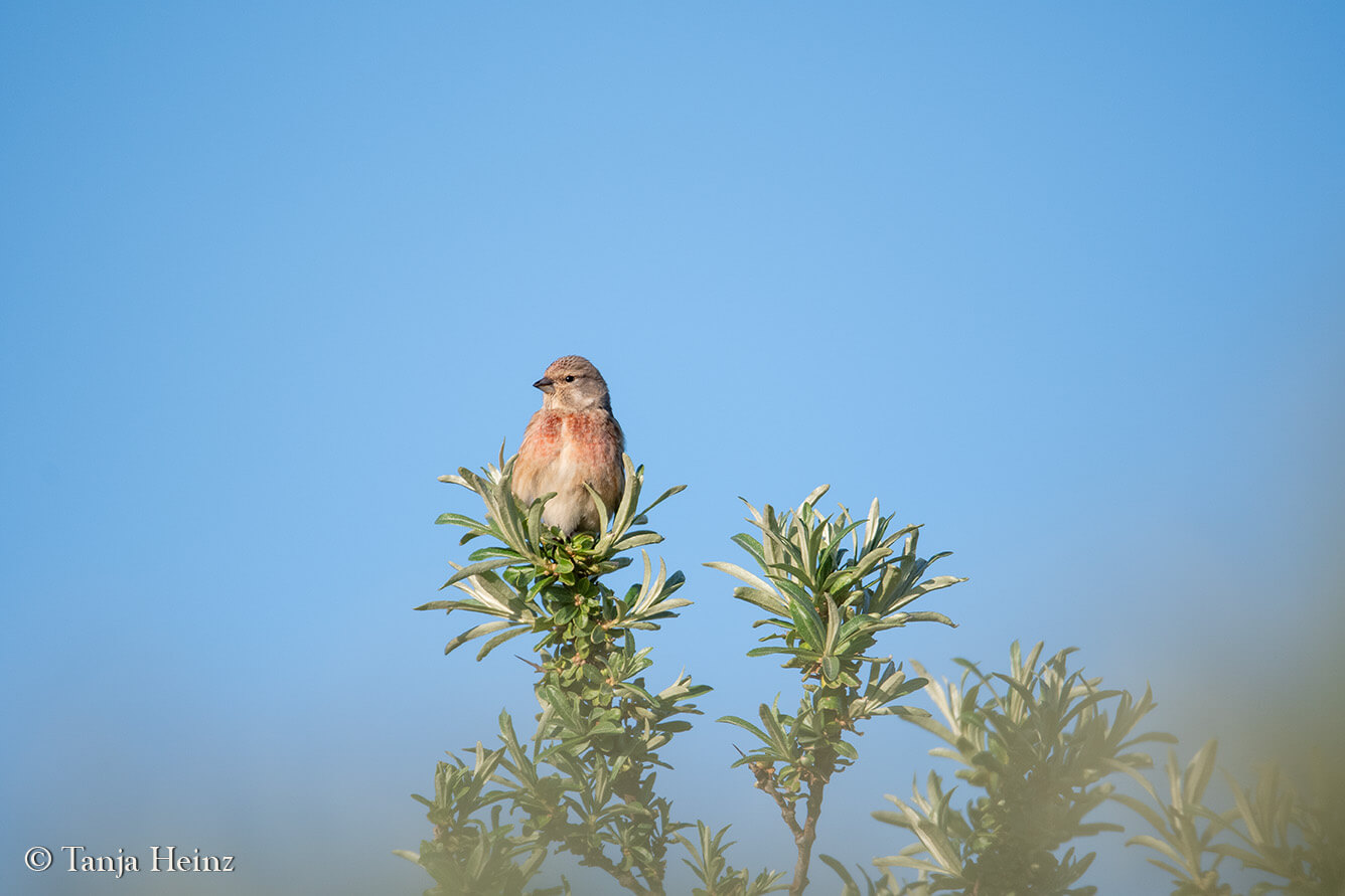birds on the island Borkum