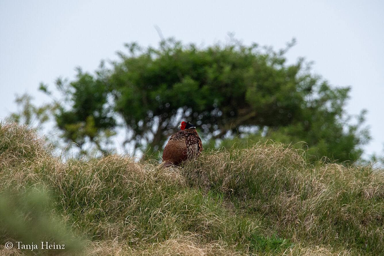 common pheasant on the island Borkum