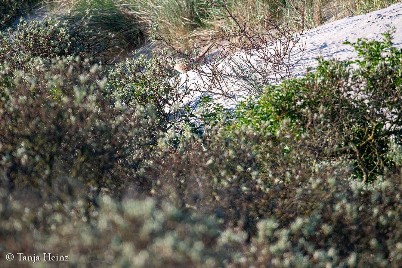 birds on the island Borkum