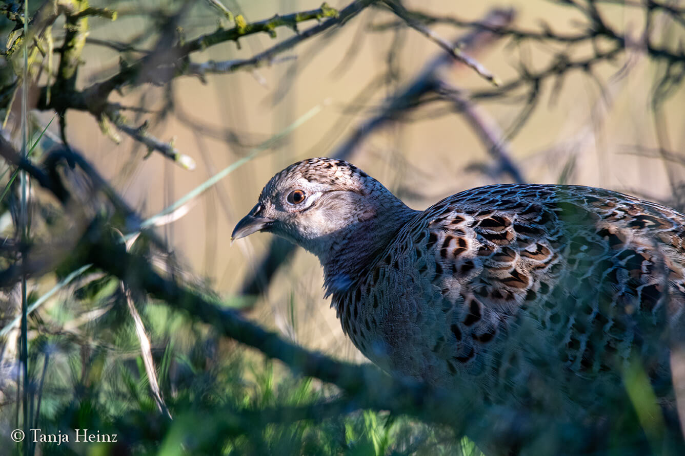 common pheasant female on the island Borkum