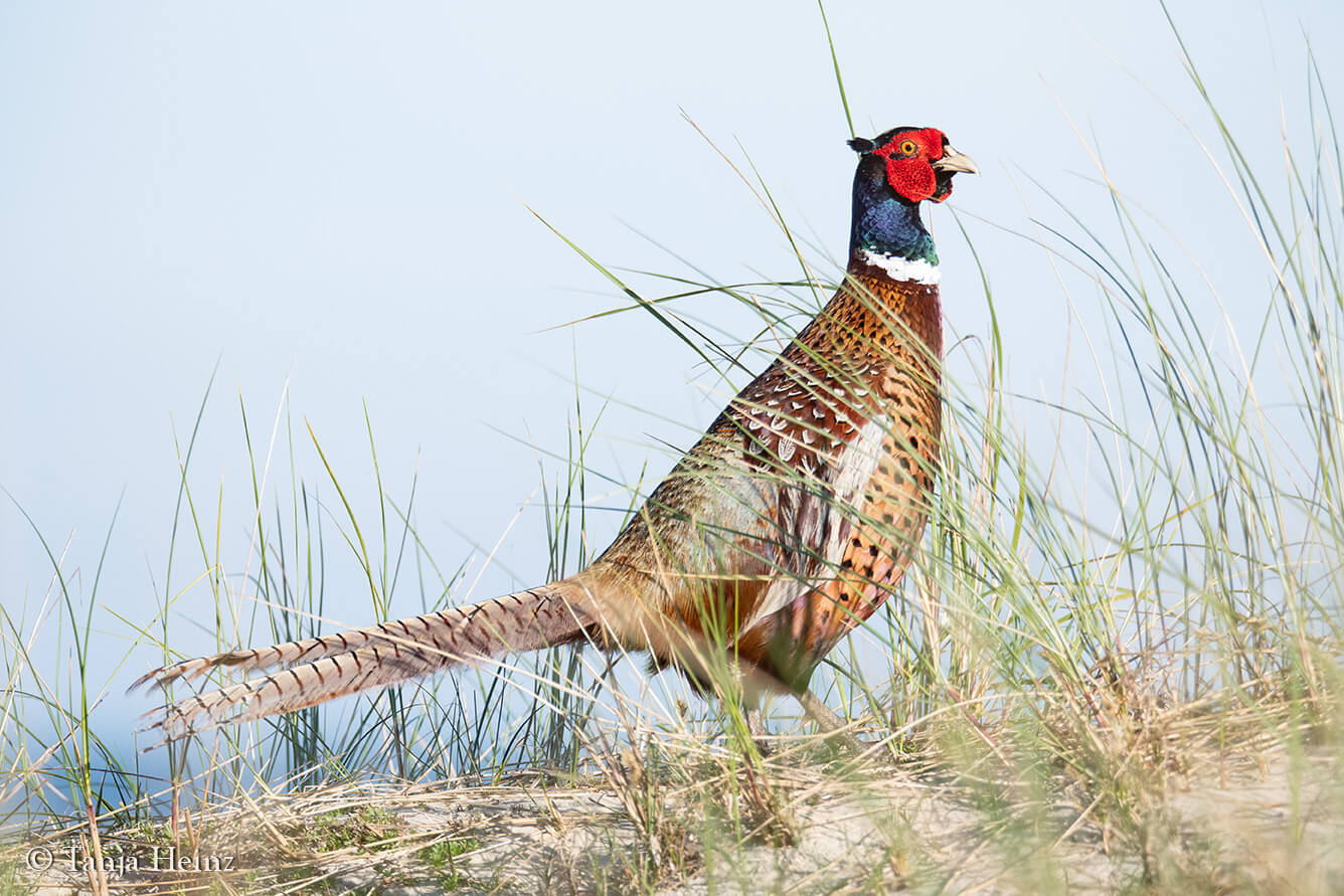 animals on East Frisian Islands