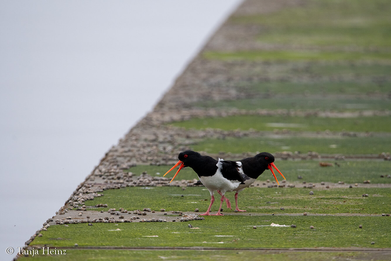 Oystercatchers on the East Frisian Islands