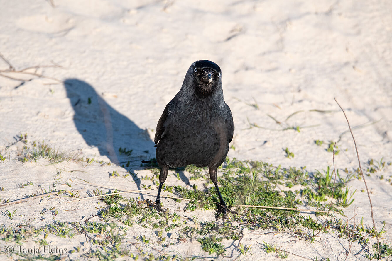 jackdaw on the island Borkum