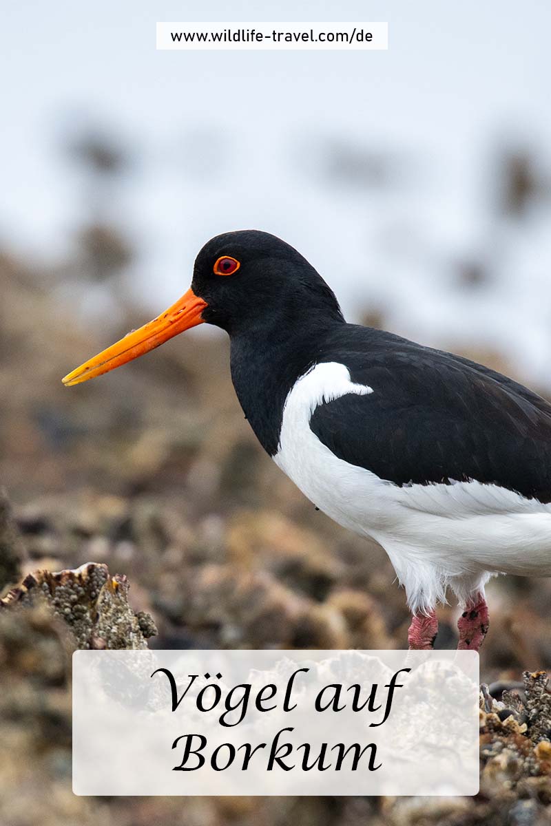 Vögel auf Borkum