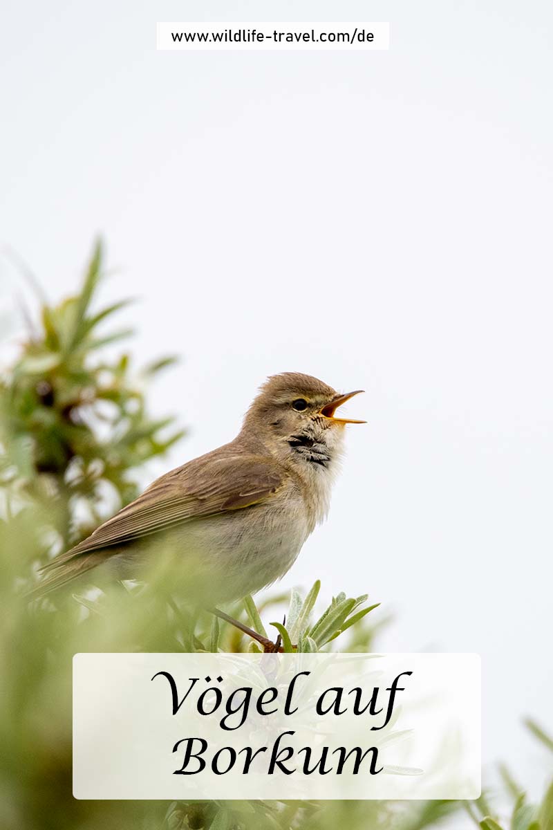 Vögel auf Borkum