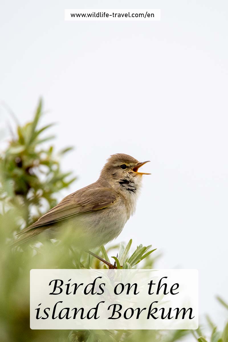 birds on the island Borkum
