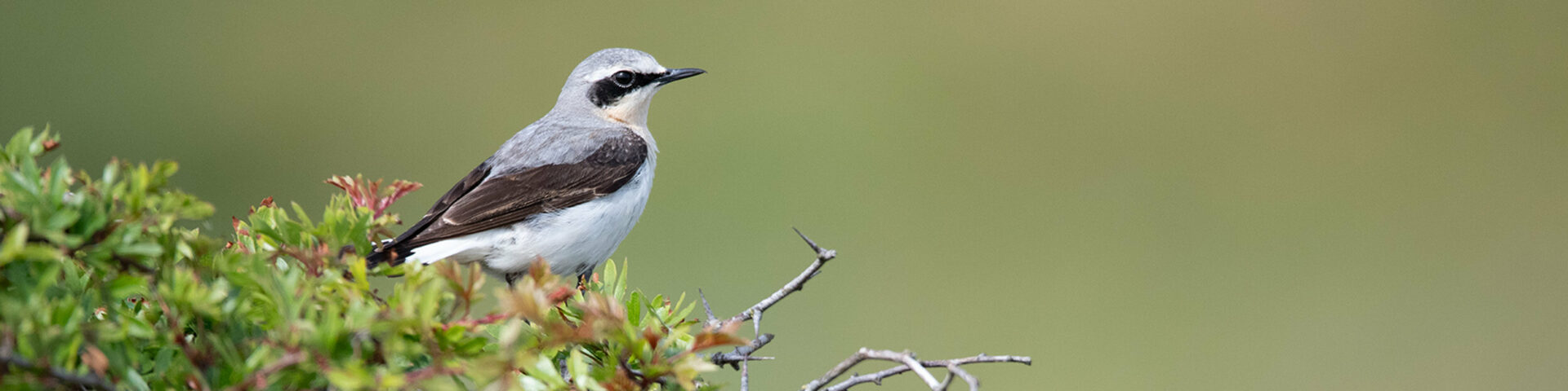 birds on the island Borkum