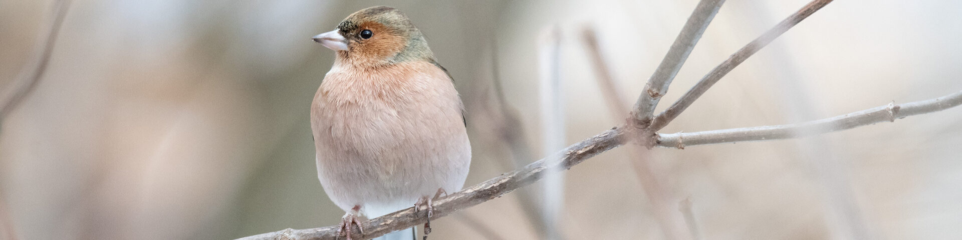 Stunde der Wintervögel 2025