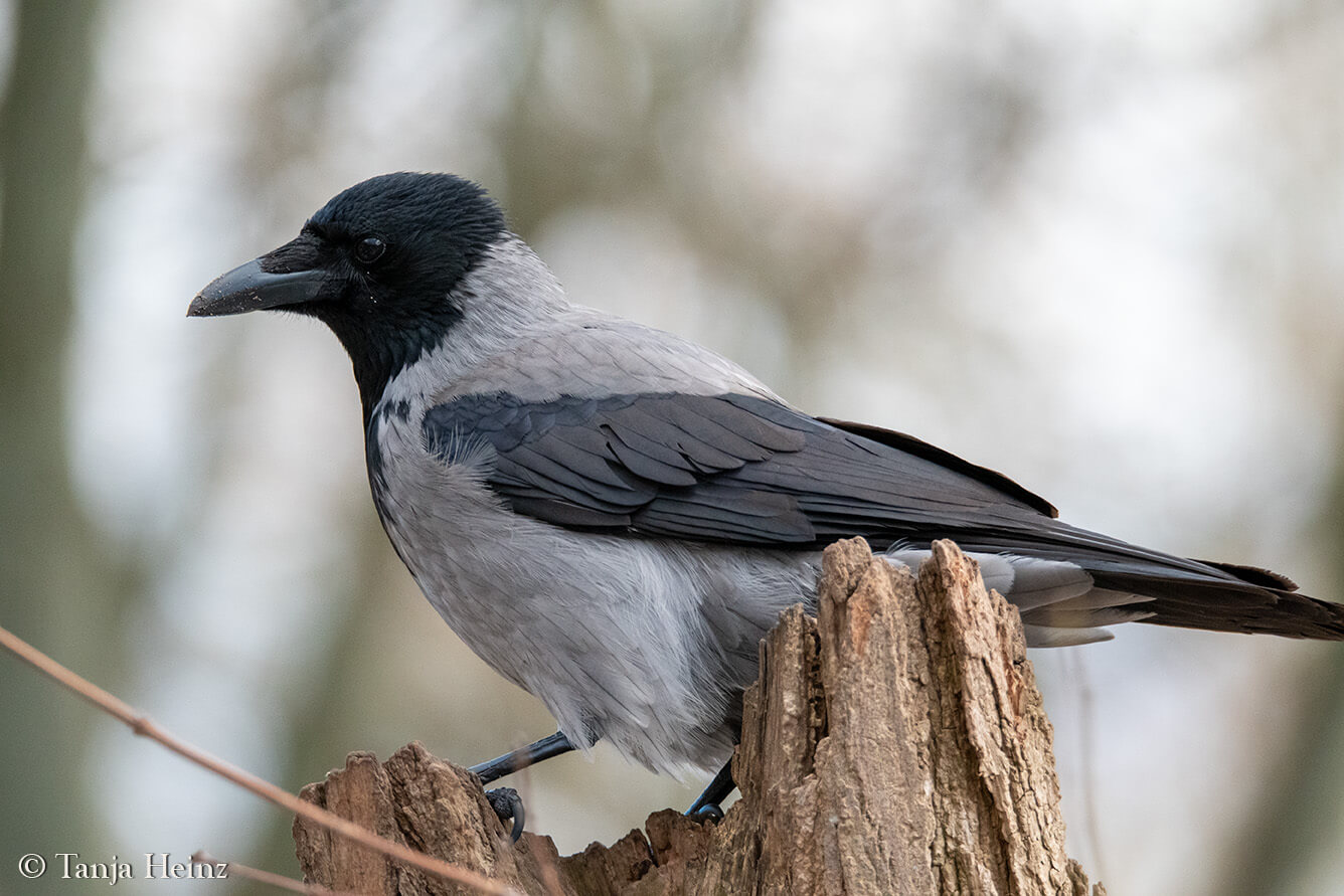 Stunde der Wintervögel 2025