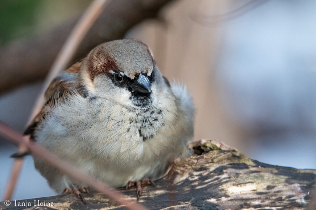 house sparrow