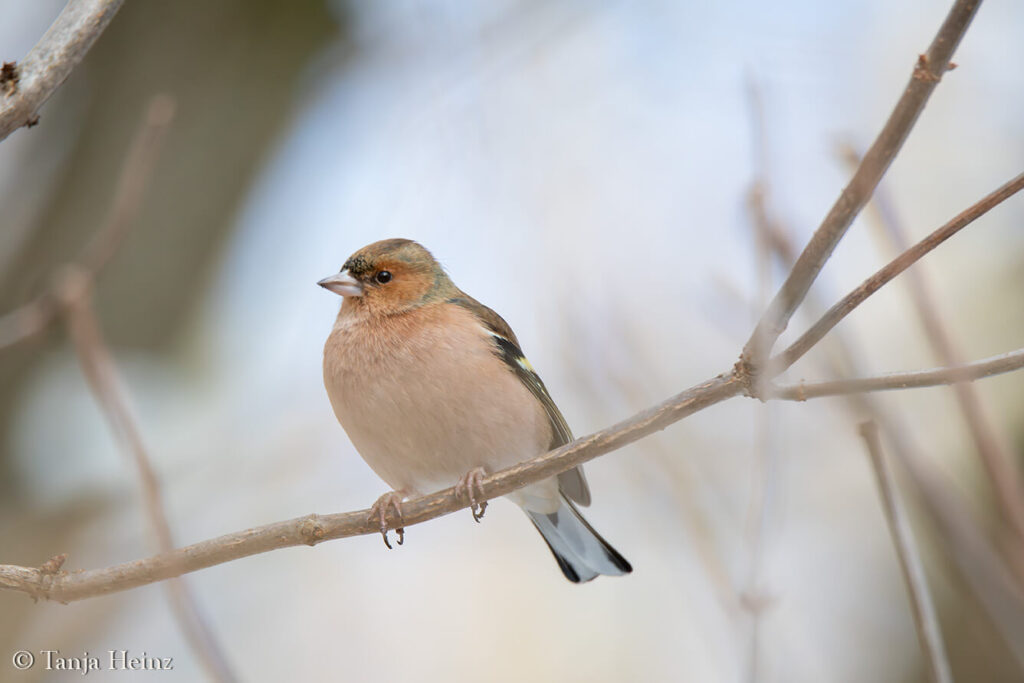 Winter bird count 2025