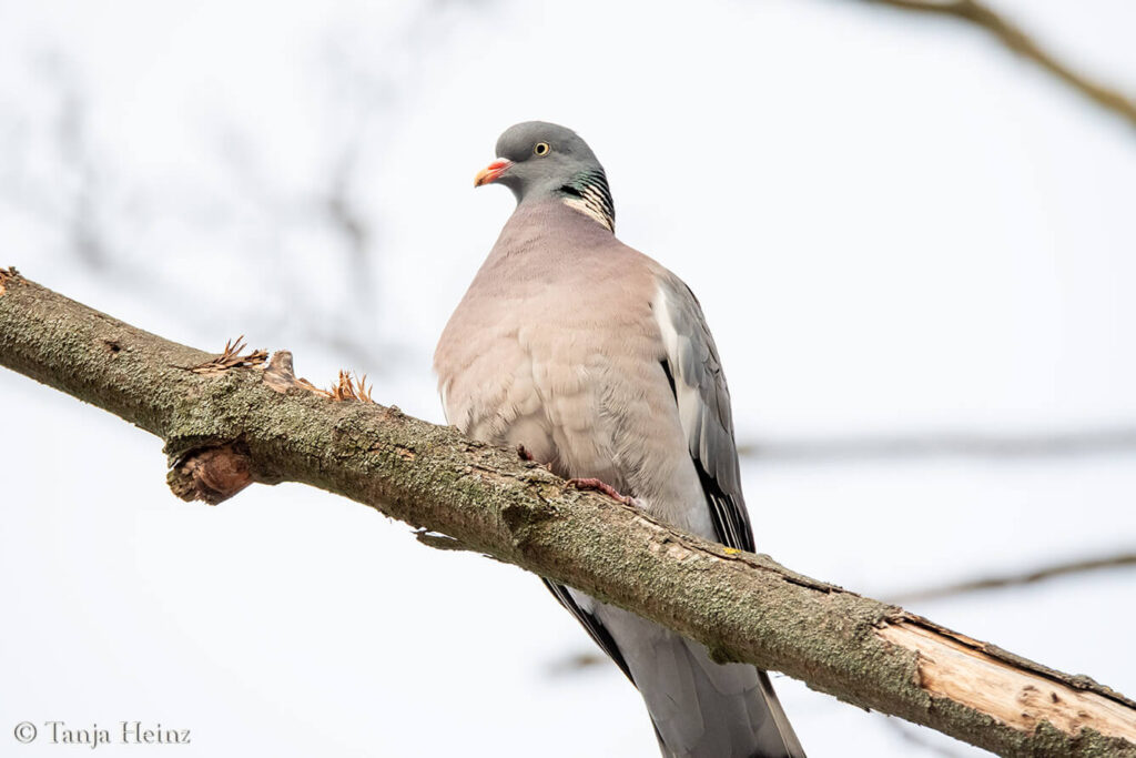 Woodpigeon in Berlin