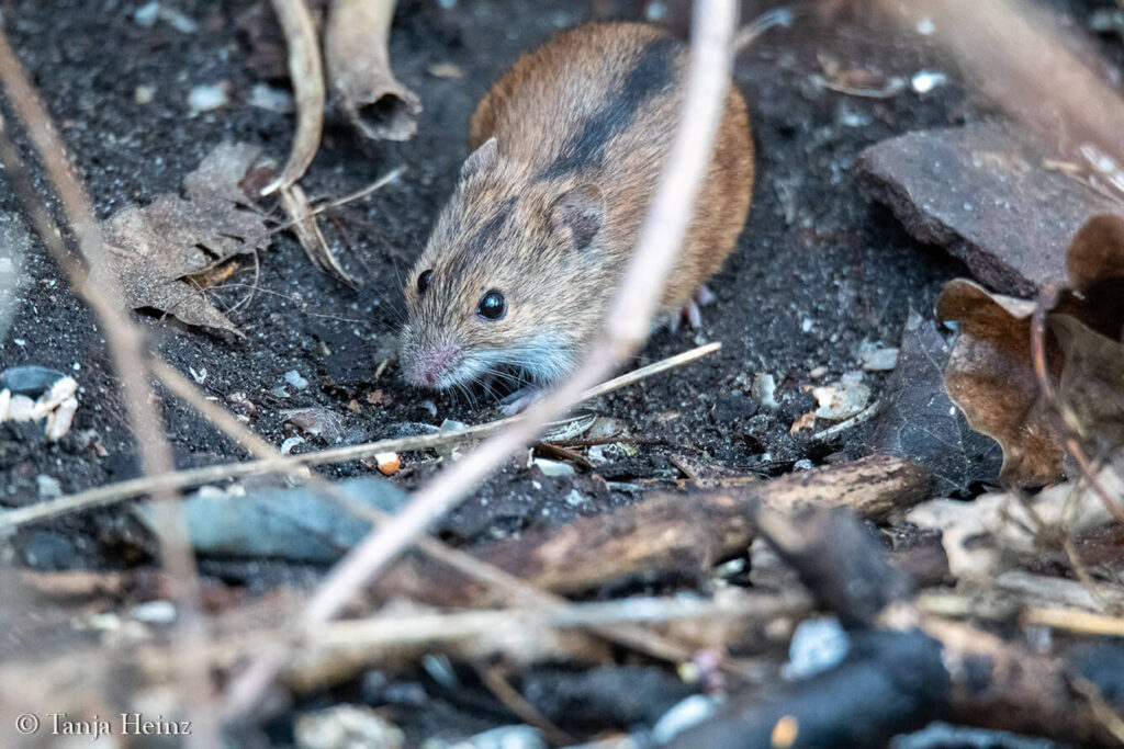 Striped field mouse in the Volkspark Friedrichshain