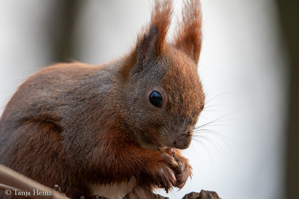 Eurasian red squirrel in Berlin