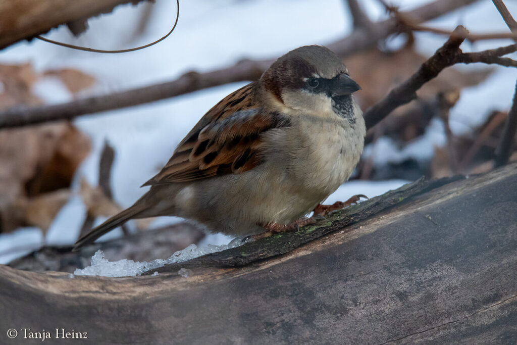 Winter bird count 2025