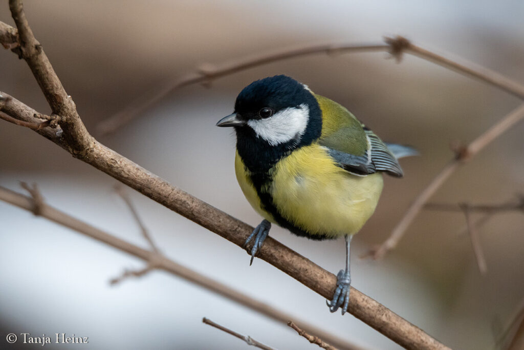 Great tit in Berlin