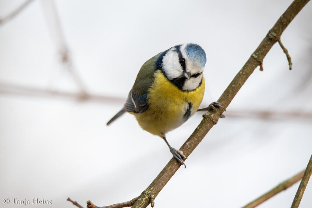 Winter bird count 2025