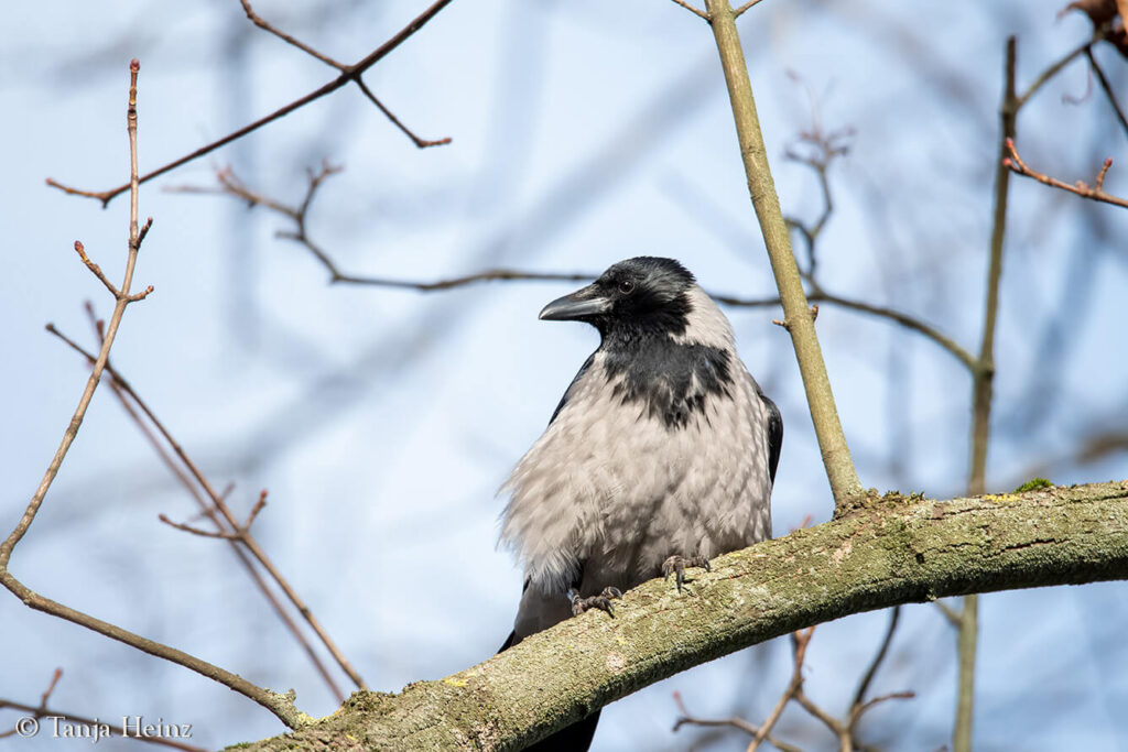 Hooded crows in Berlin