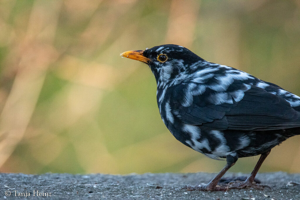 Winter bird count 2025