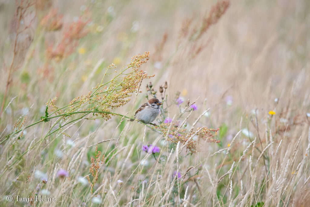 Eurasian tree sparrow in Brandenburg