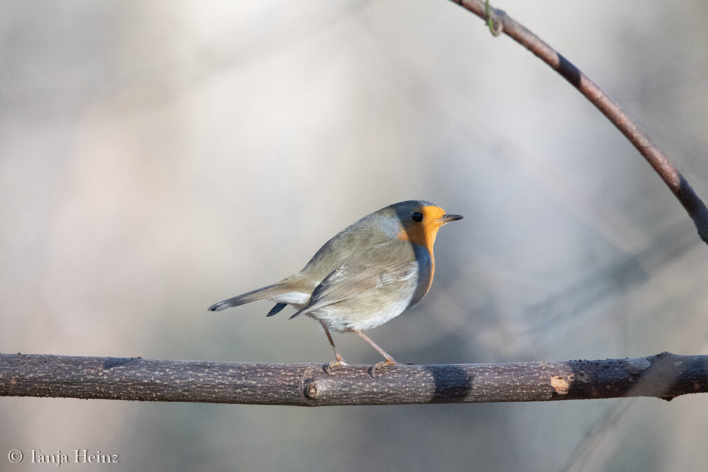 European robin