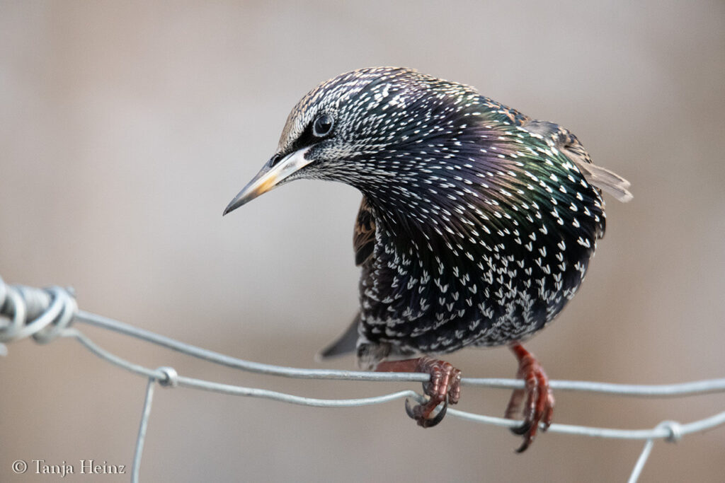 Winter bird count 2025
