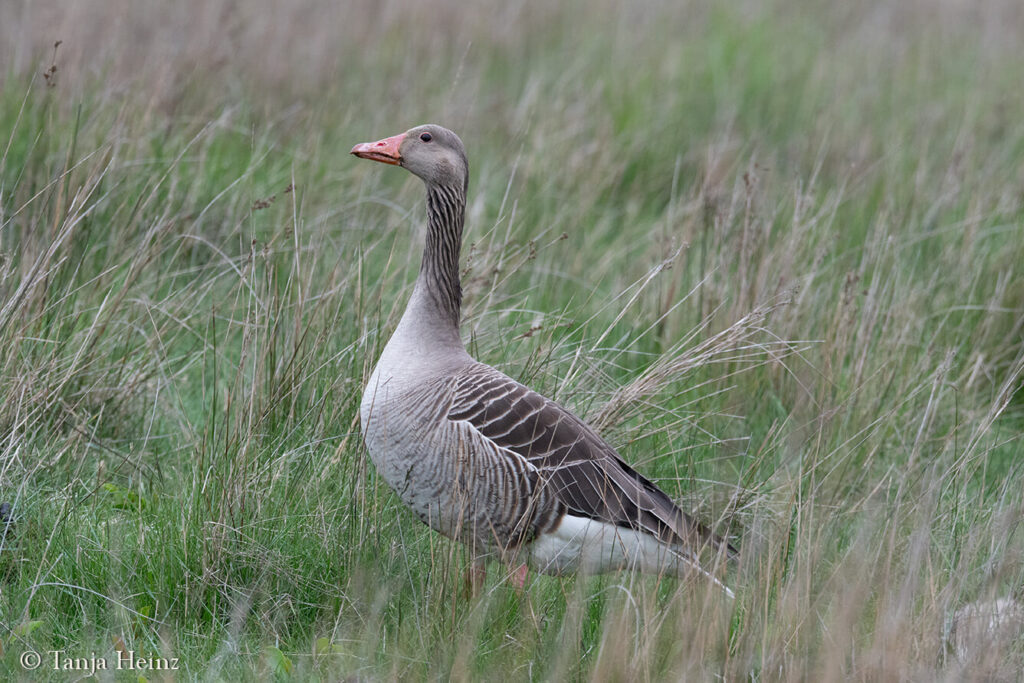 gray goose