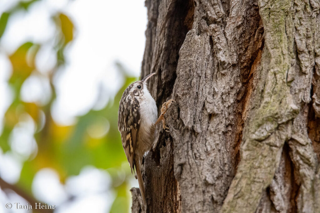 short-toed treecreeper