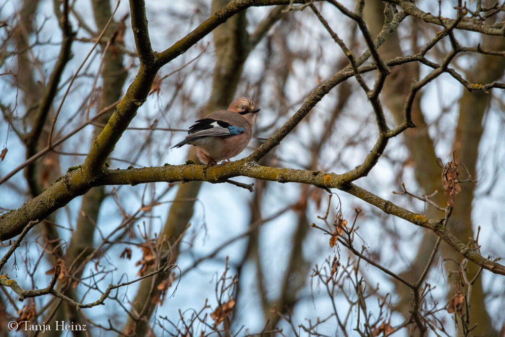 Winter bird count 2025