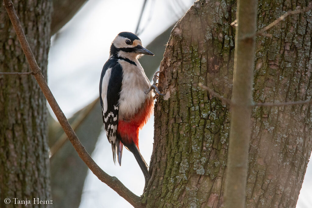 great spotted woodpecker