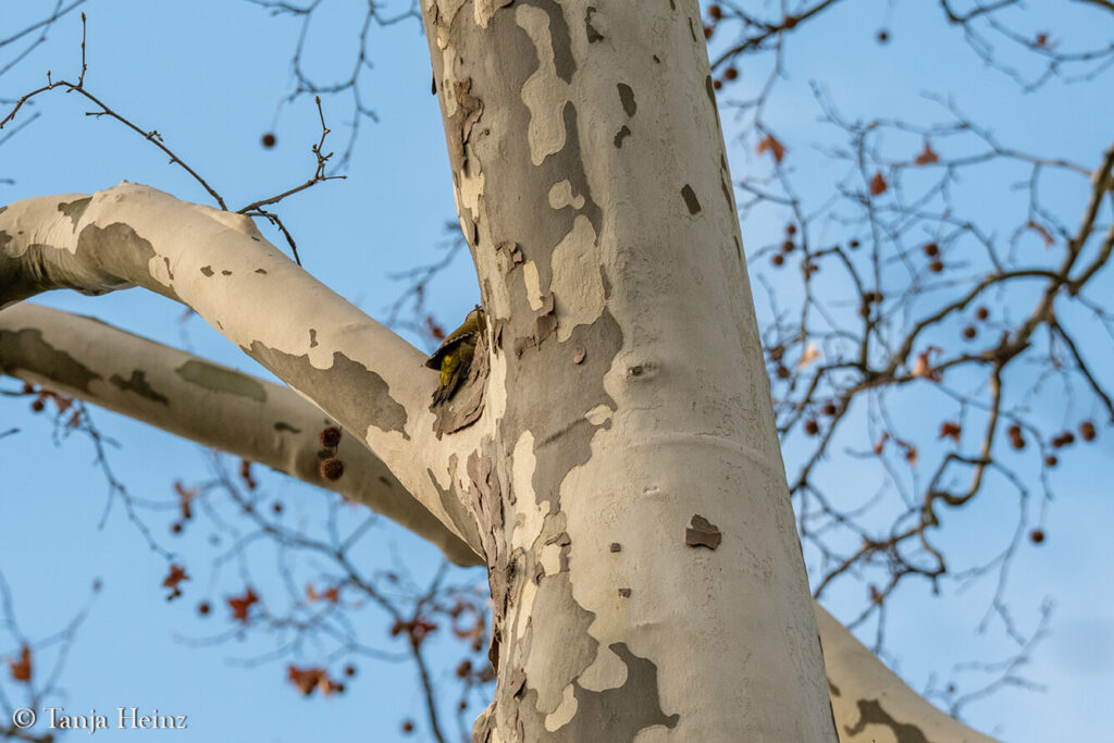 green woodpecker