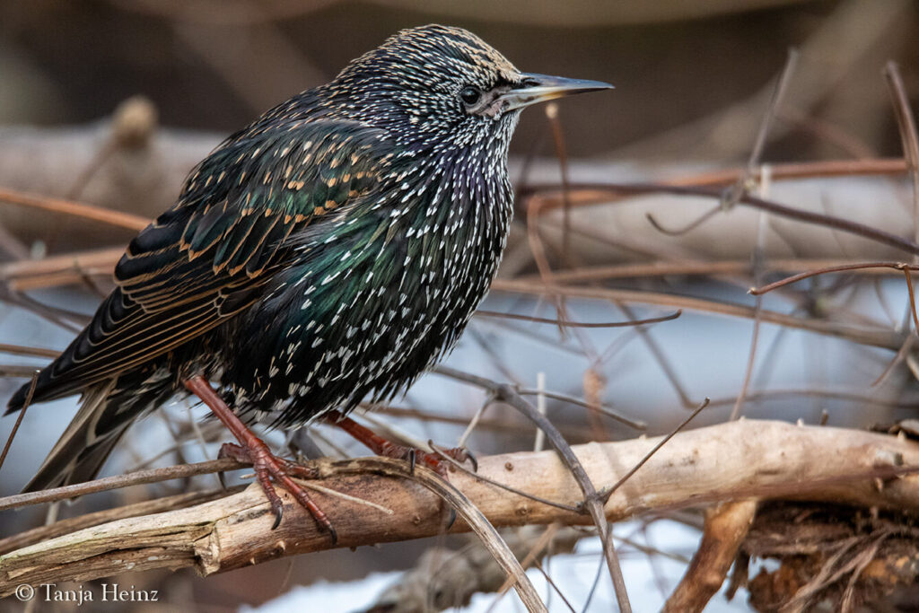 Starling in Berlin