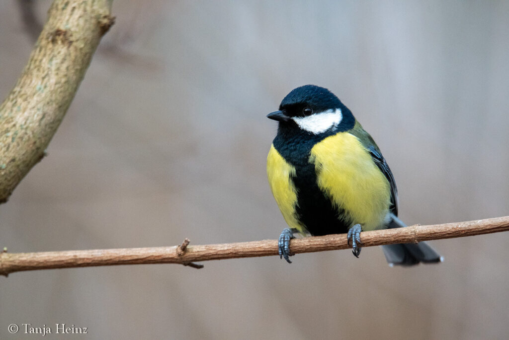 Winter bird count 2025