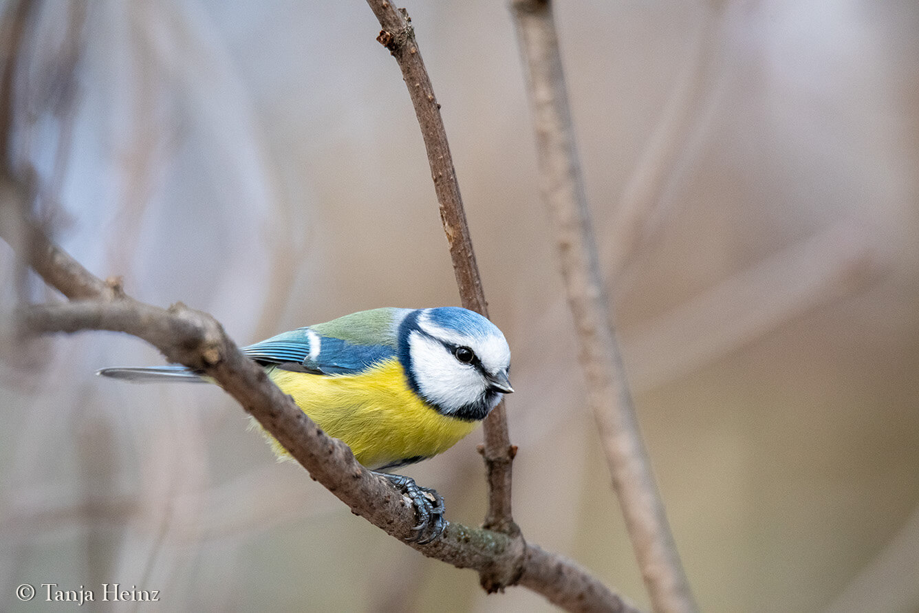 Stunde der Gartenvögel 2025