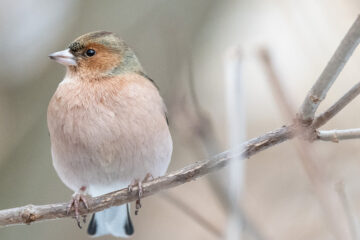 Stunde der Wintervögel 2025
