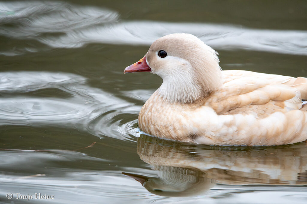 leucistic mandarin duck