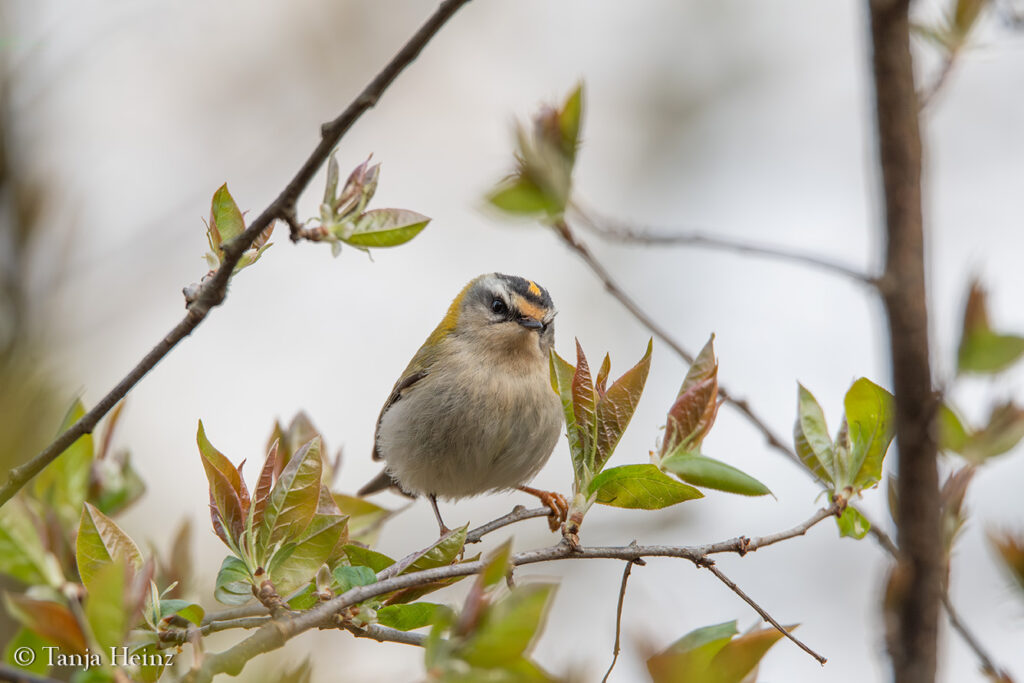 common firecrest