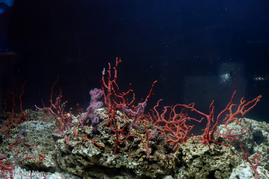 red coral in Sardinia