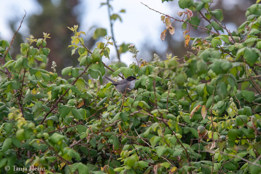 Sardinian warbler