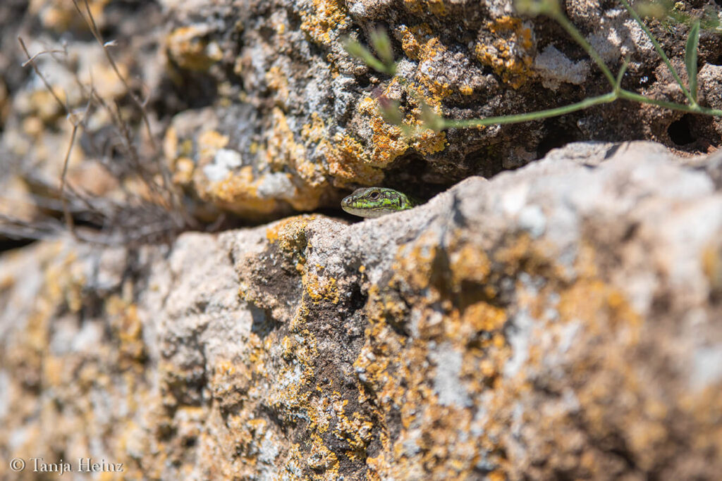 Italian wall lizard in Sardinia