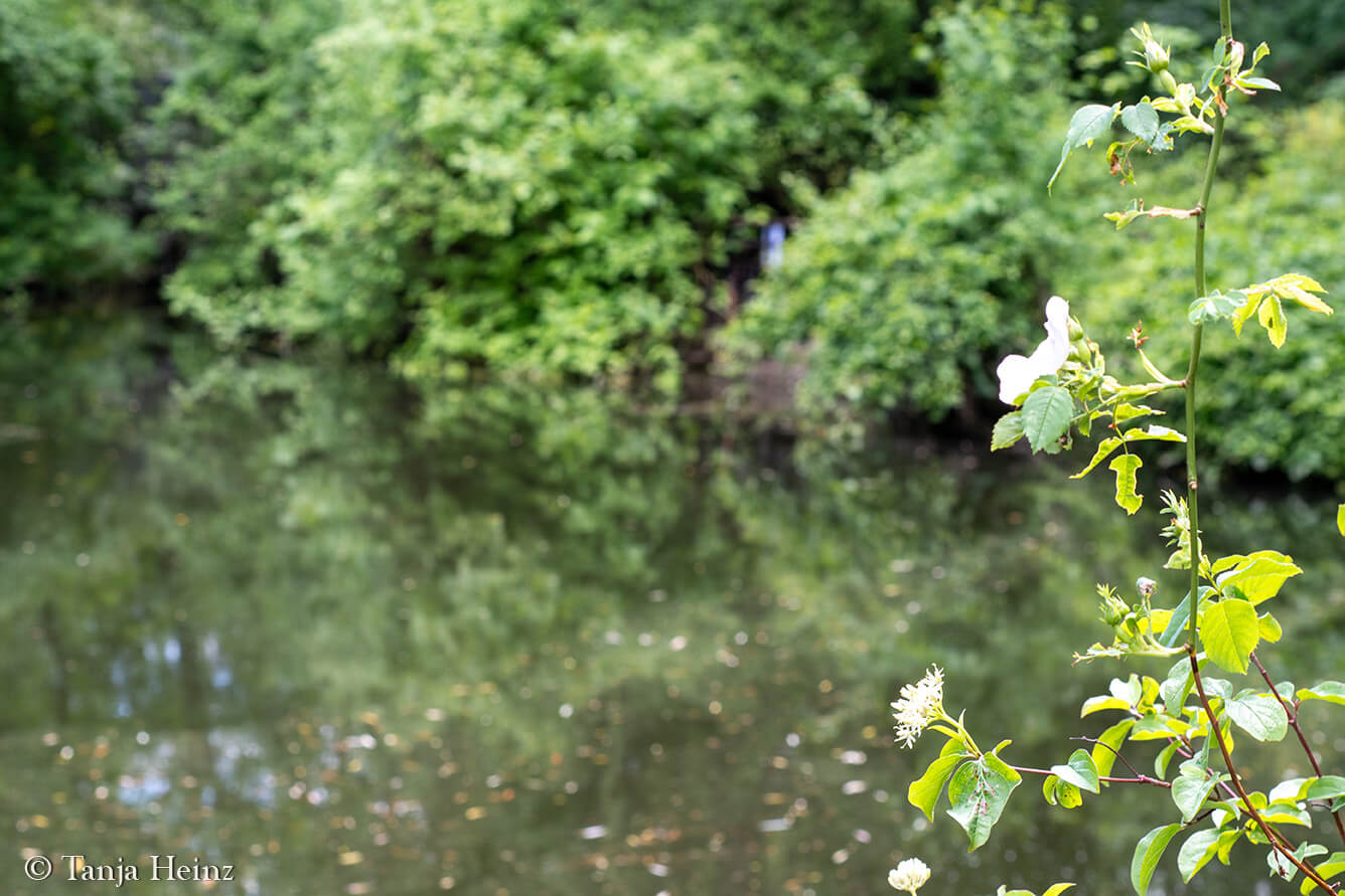 Dawn Chorus 2025