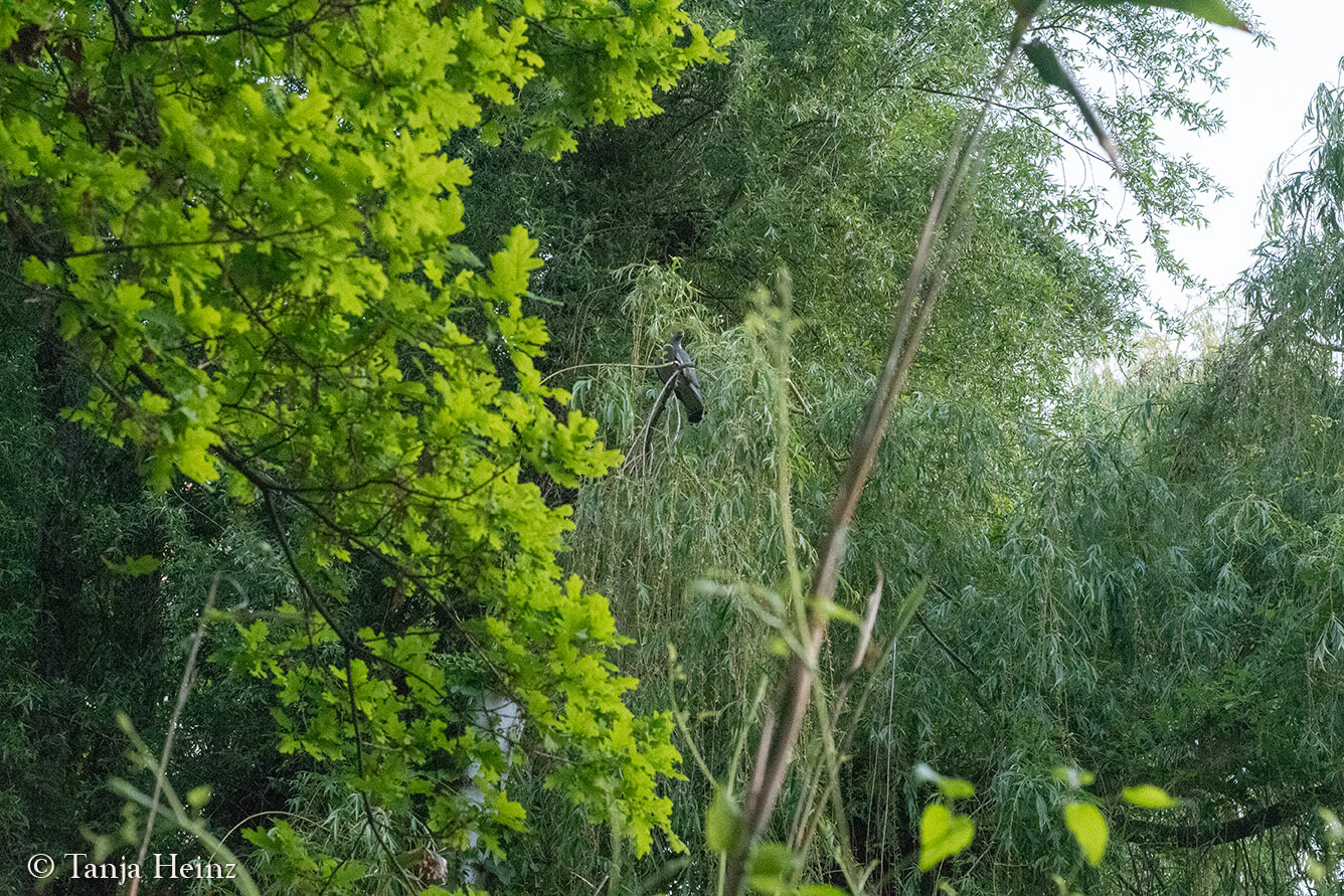 Dawn Chorus 2025